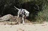 DALMATIEN 327